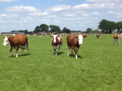 dierenspeciaalzaak in bladel